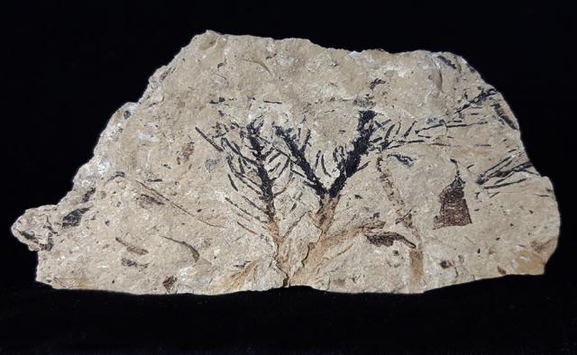Doliostrobus taxiformis KVACEK 1971 - Bild © FossNet FossilienStore